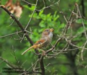 spectacled fulvetta.jpg