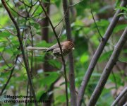 spectacled parrotbill.jpg