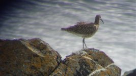 Whimbrel 1 (R).jpg