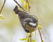 Yellow-belllied Tit.jpg