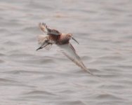 Curlew Sandpiper.jpg