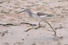 Greenshank.jpg