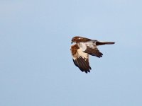 IMG_5651_Marsh Harrier.jpg