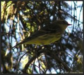 unknown warbler 3.jpg