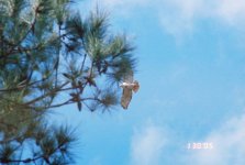 Red-tailed Hawk 2.jpg