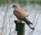 Kestrel with Watervole.jpg