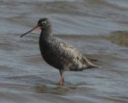 Spotted redshank.jpg