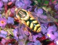 dasysrphus_albostriasis.jpg