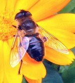 eristalis_pertinax.jpg