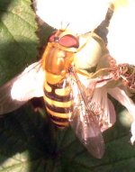 syrphus_ribesii.jpg