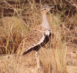 Red Crested Korhaan a.jpg