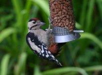 greatspottedwoodpecker.jpg