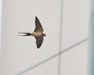 Red-rumped Swallow... 364.jpg