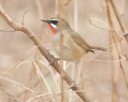 Siberian Rubythroat.jpg