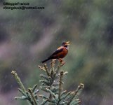 chestnut thrush.jpg