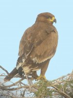 Rajasthan-Steppe-Eagle.jpg