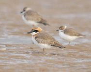 289 Mongolian Plover.jpg