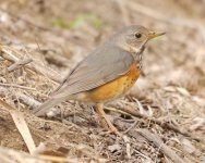 290 Grey-backed Thrush.jpg