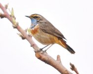 291b Bluethroat.jpg