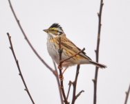 292 Yellow-browed Bunting.jpg