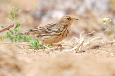 293 Red-throated Pipit, Nandaihe.jpg