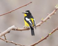 294 Yellow-rumped Flycatcher.jpg