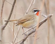 Siberian Rubythroat....jpg