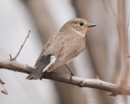 297 Taiga Flycatcher.jpg