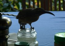 Victorias_Riflebird_CHouse_070709b.jpg