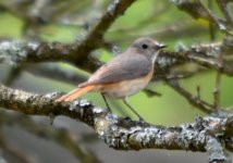 Thursley Common Common Redstart 2.jpg