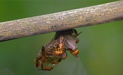 DSCN1805 wasp nest bf.jpg