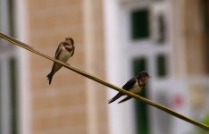 DSCN1822 Barn swallow bf.jpg