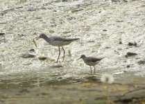 Common Greenshank 2.jpg