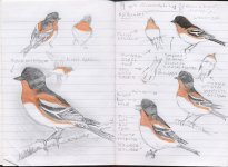 Long Wood Brambling.JPG