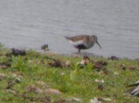 Barnes WWT Dunlin 1.jpg