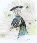 peacock1_800.jpg