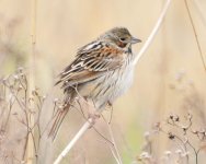 299 Chestnut-eared Bunting.jpg