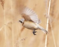 300 Chinese Penduline Tit....jpg