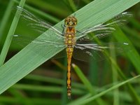 065psesm Black Darter immature male.jpg