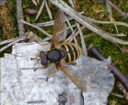 148psesm Sericomyia silentis.jpg