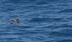 Great Shearwater 190510 018.jpg