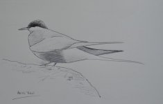 Arctic Tern 1.jpg