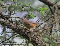 snowy cheeked laughingthrush.jpg