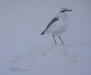 wheatear 1.jpg