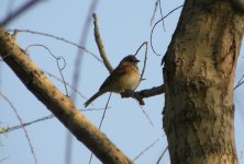 Chestnut-eared Bunting.jpg