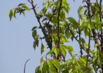 Thick-billed Warbler.jpg