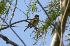 Yellow-breasted Bunting.jpg