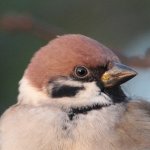 treesparrow_7560crop.jpg