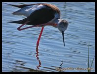 AlgarveBirds2010 036.JPG