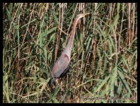 AlgarveBirds2010 006.JPG